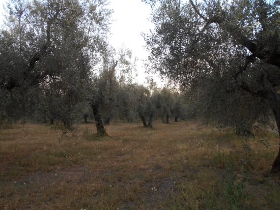 oliveto 